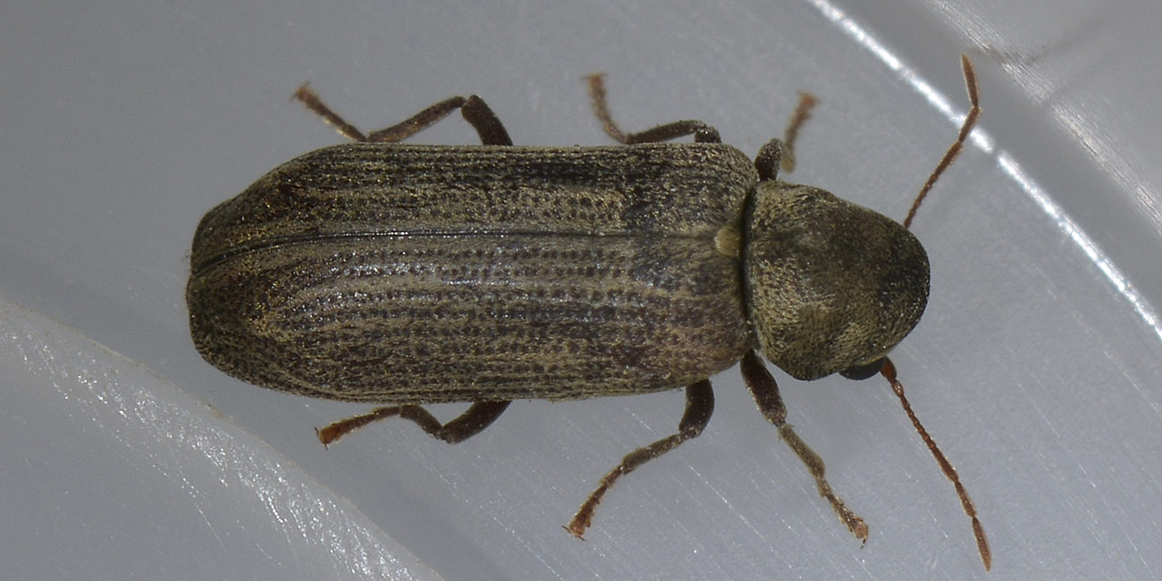 Hemicoelus costatus, Anobiidae